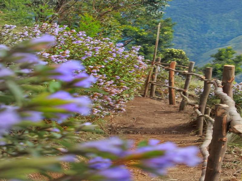 Honeymoon Trip to Kerala for 02 Pax