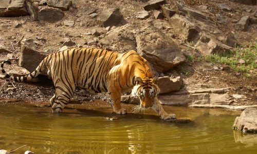 Tiger Safari India Tour