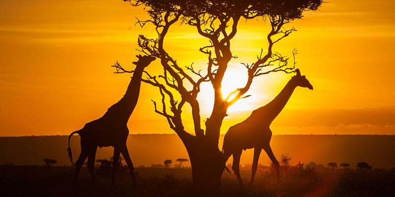 Camping Safari & Zanzibar Beach Holiday Package
