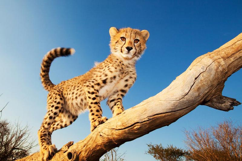 Big Cat Safari Kenya And Tanzania Tour