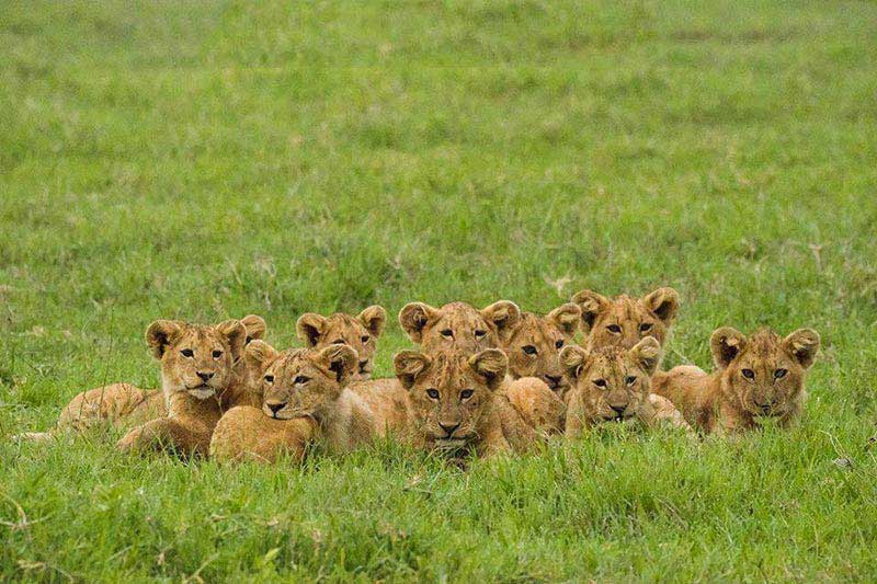 Big Cat Safari Kenya and Tanzania Tour