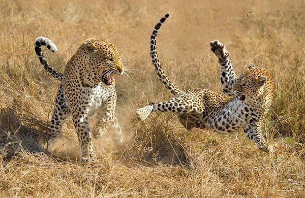 Big Cat Safari Kenya and Tanzania Tour