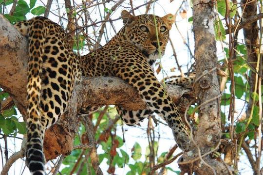 Big Cat Safari Kenya and Tanzania Tour