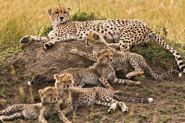 From Roof of Africa Head to Bush &The Beach Tour