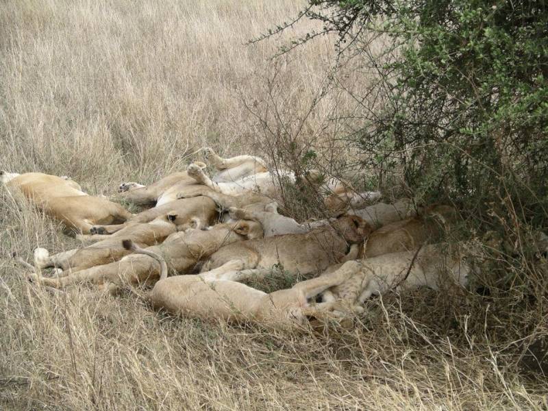 Kenya Budget Camping Safari Tour