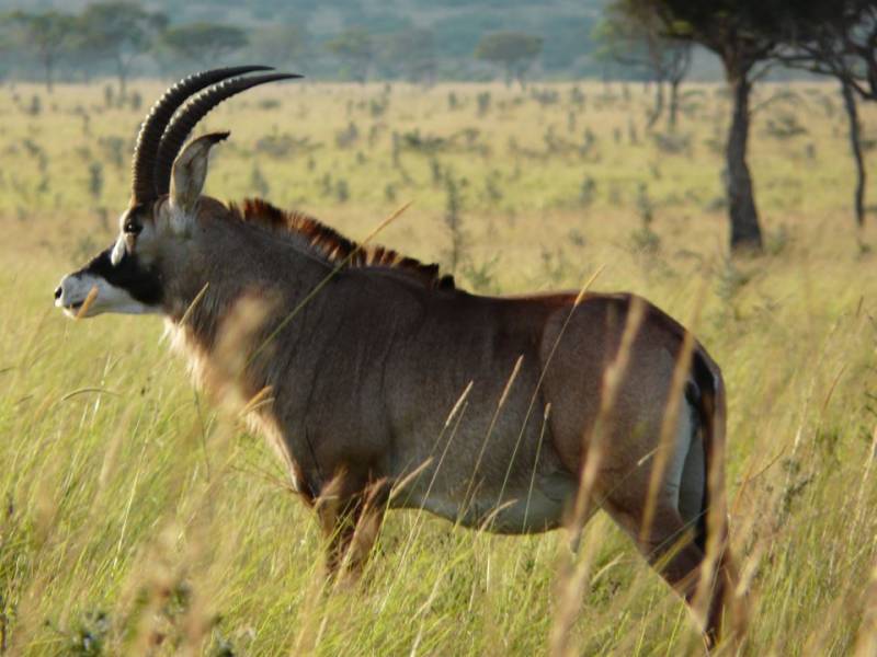 Mount Kilimanjaro Rongai Route