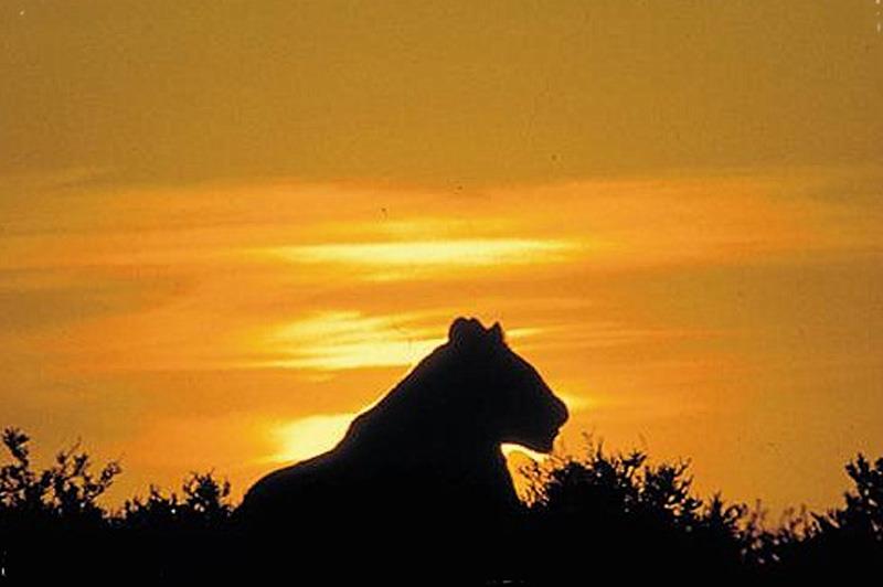 Camping Safari & Zanzibar Beach Holiday Package