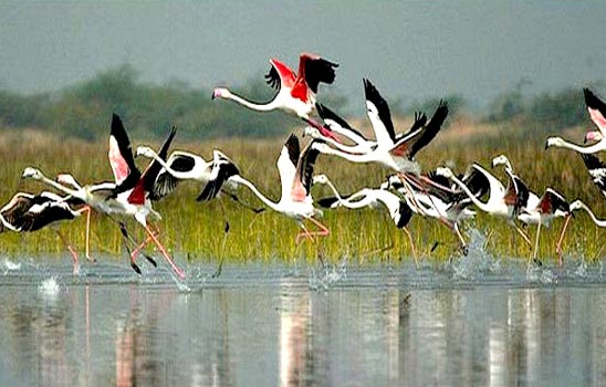 Golden Triangle Tour With Bharatpur And Sariska