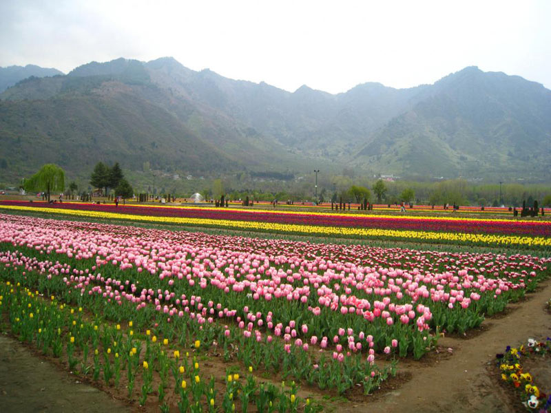 Taste of Kashmir Package