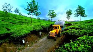 Kerala Tour With Tea Garden Tour