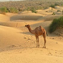 Rajasthan - Desert Crossing Tour