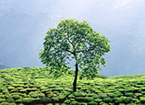 Himalayan Golden Triangle 5N/6D