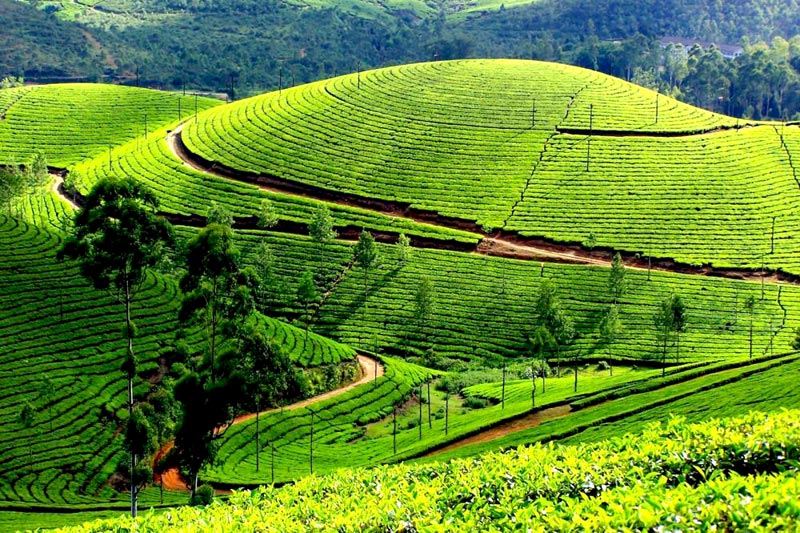 Kerala Hill station Tour