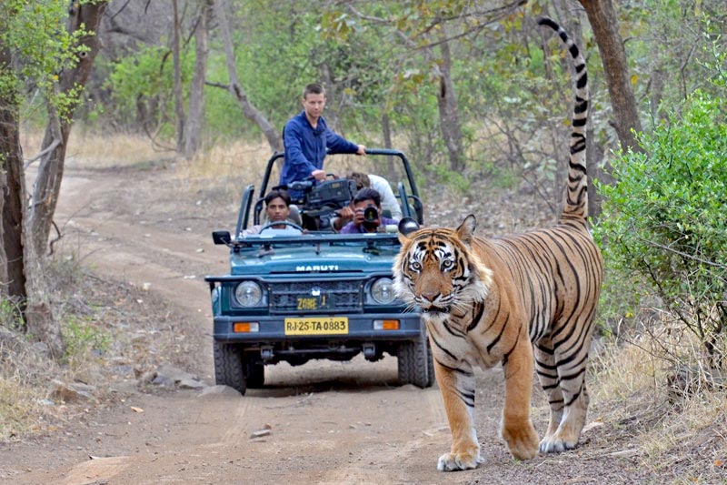 Golden Triangle With A Wildlife Tour Package