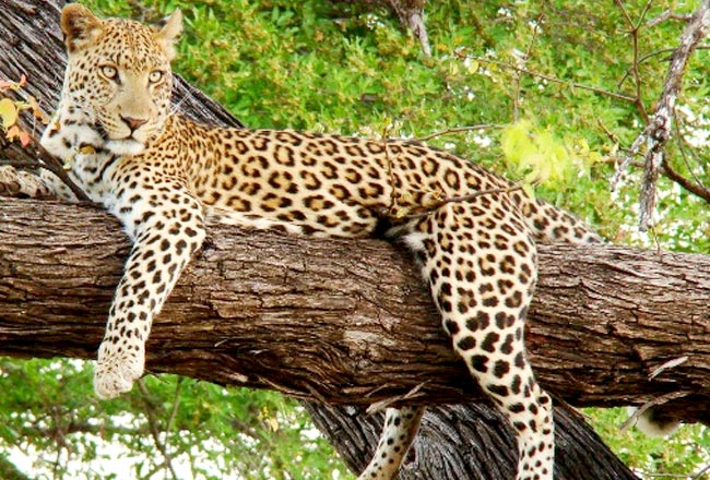 Rajasthan National Park Tour Package