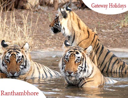 Golden Triangle with Wildlife India Tour