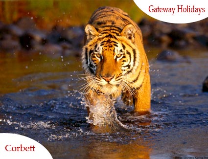 Valleys of Kashmir Tour