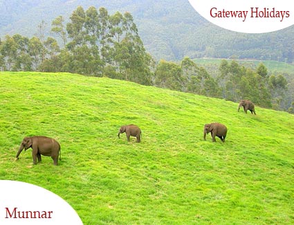 Exotic Goa with Munnar Tour Package