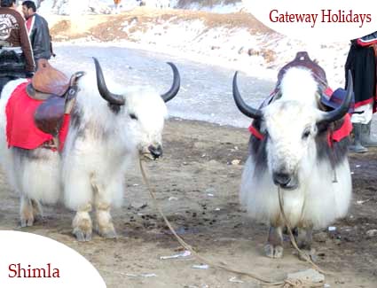 Shimla - Manali - Chandigarh -  Delhi Honeymoon Tour Package