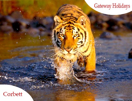 Delhi - Haridwar - Nainital Tour Package