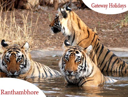 Indian Heritage Tour with Wildlife