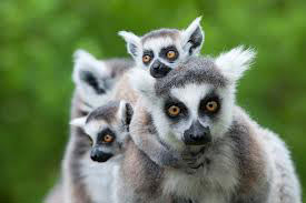 5 Days In Madagascar To See Lemurs