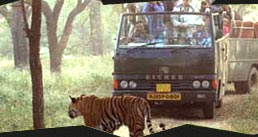 Corbett Honeymoon Package