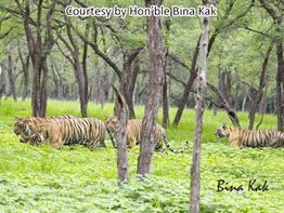 Call Of The Jungle Tour