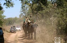 Call Of The Jungle Tour