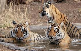Bandhavgarh Wildlife Tour