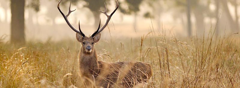 Indian Wilderness Tour