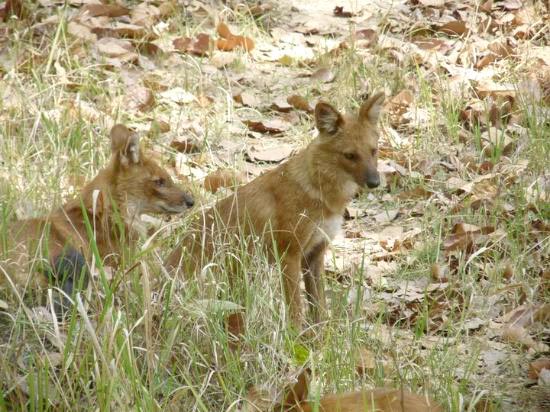 Adventurous Indian wildlife Tour