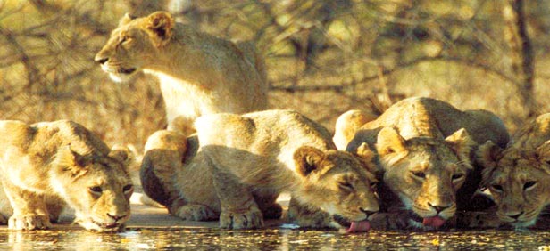 Gujarat Wildlife Tour