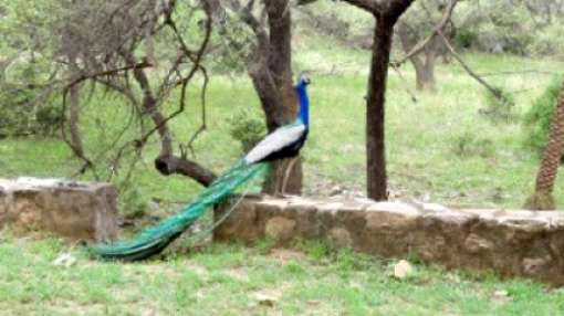 Sariska National Park Tour