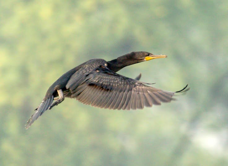 Sariska National Park Tour