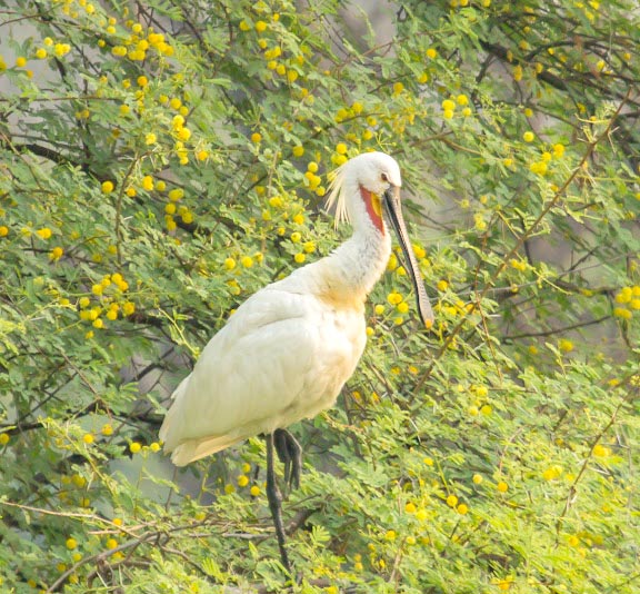 Sariska National Park Tour