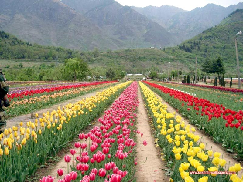 Mesmerizing Beauty Of Kashmir In 5 Nights And 6 Days Tour