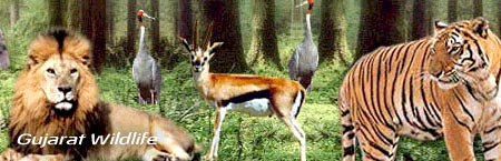 Wild Life Of Gujarat In 12 Nights And 13 Days Tour