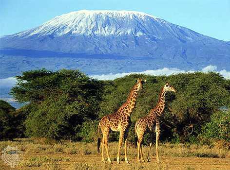 8 Day Mt. Kilimanjaro Climbing Umbwe Route