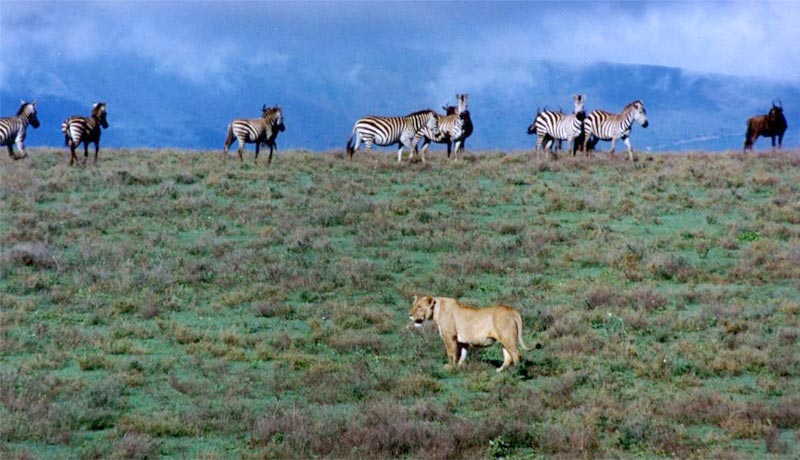 4 Days Tanzania Camping Safari Serengeti - Ngorongoro Crater 