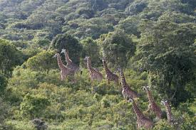 5 Days Kenya Lodge Safari Masai Mara - Lake Naivasha - Lake Nakuru Tour Image