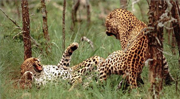 Guided Tour of Zimbabwe