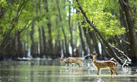 Sundarban Tour Package