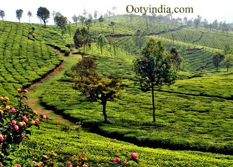 Tamil Nadu Hill Station Tour