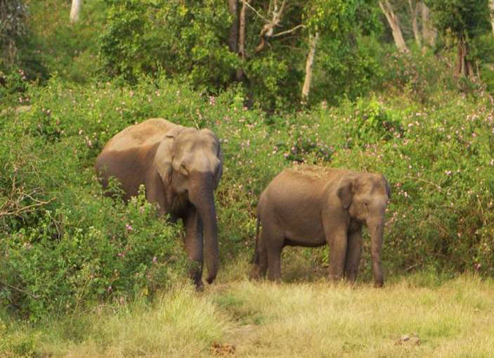 Ooty With Wayanad Tour