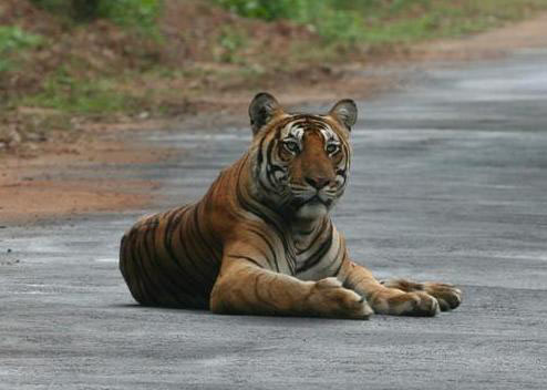 Beautiful Nest And Backwater Tour