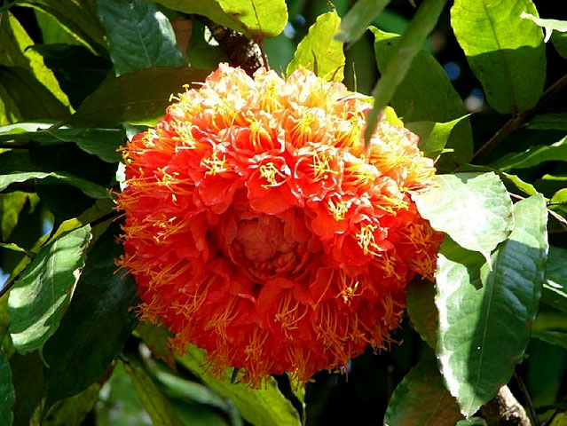 Glimpse Of Sri Lanka Tour