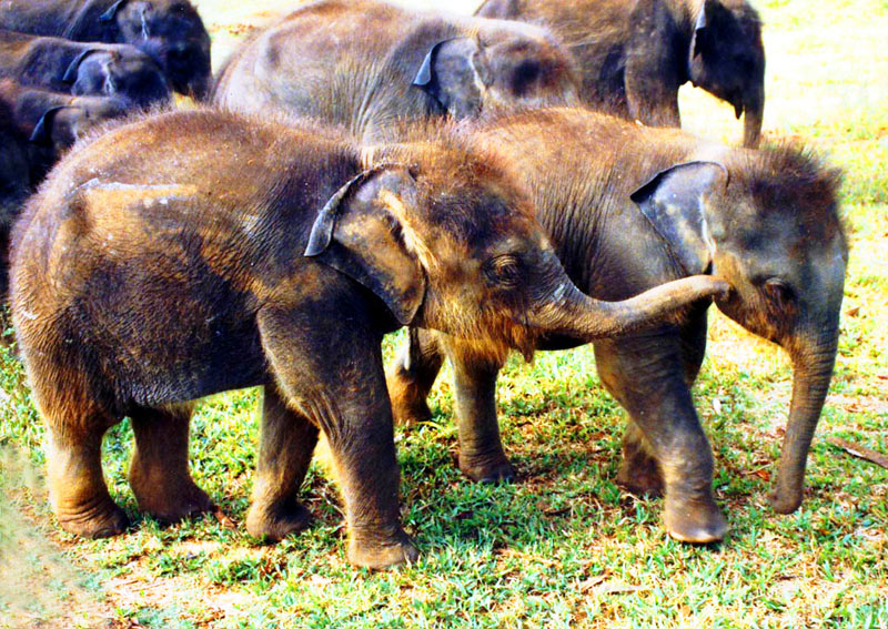 Glimpse Of Sri Lanka Tour