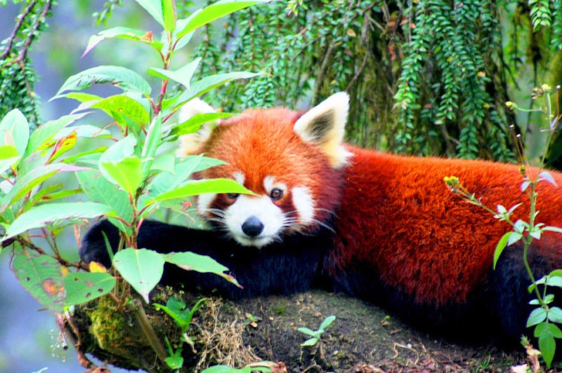 The Himalayan kingdom of Bhutan and Sikkim Package