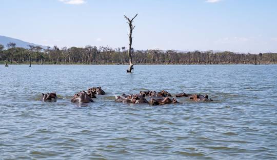 8-Day Kenya Safari: Nairobi, Amboseli & Lake Naivasha (Mid-Range Tour Package)